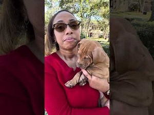 Red Nose PITBULL PUPPIES 2024 , 2025