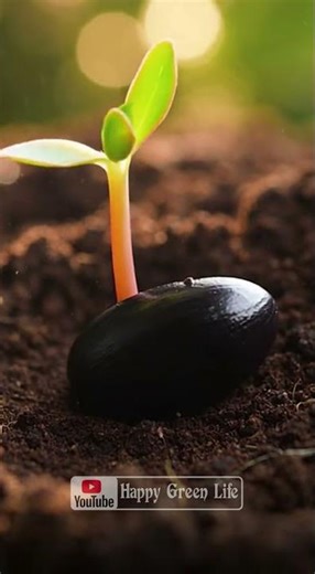 Amazing Fruit Growth in Seconds | Timelapse