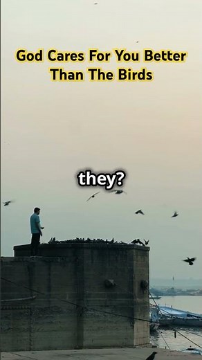 Matthew 6:26 | God Feeds The Birds | God Takes Care Of You Too