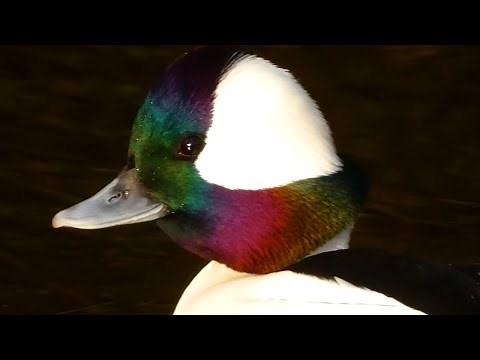 Bufflehead duck call sound, courtship, diving