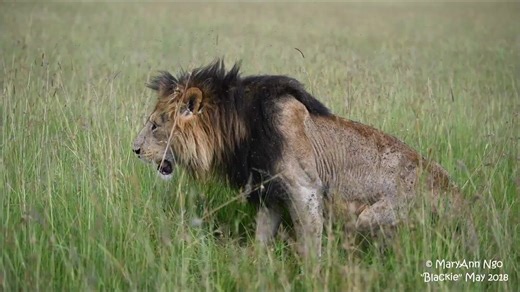 Remembering King Blackie: The Legendary Lion of Masai Mara