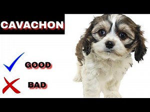 Cavachon Pros And Cons | The Good And The Bad