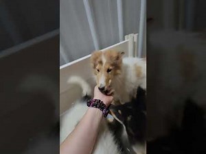 AKC Collie Puppies! The real "Lassie" dogs make the best family pets!