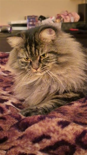 Ultimate Fluff & Purrs: Maine Coon's Sleepy String Chews 😴💖