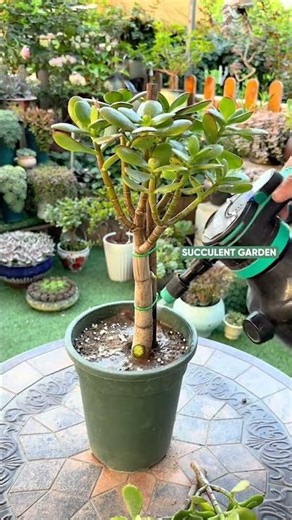 How to Prune and Shape Succulents Like a Pro! ✂️🪴