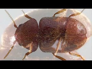 Creature Feature: Cigarette Beetle