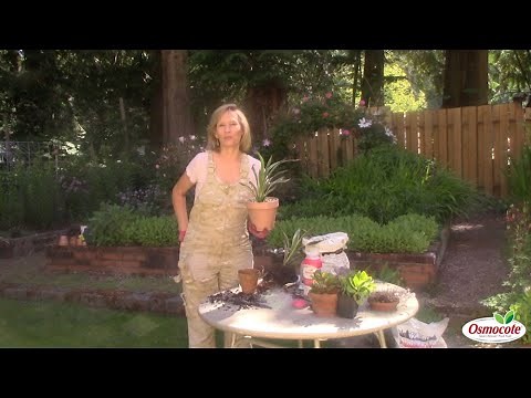 Succulent Planter Project: Dividing the Yucca