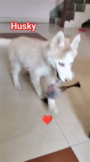 dog training#🐕#video#share#viral#subscribe#contact#7988150626