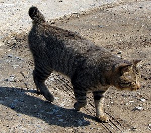 11 Bobtail Cat Breeds: The Cats With a Short Tail or No Tail