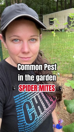 🕷️How to get rid of spider mites in your garden👇 Use neem oil or make your own insecticide spray and spray it underneath the leaves of your plants. They’re always most likely to be underneath leaves 🍃 How to prevent: 👇 🪴They like dry environments so water often 🪴Get leaves off the ground so less likely to have pests 🪴Keep up with pest control around and in the garden 🪴 Mulch the top of the direct so soil stays moist ✅Follow for more garden tips! #gardenpests #spidermites #gardenhacks #ga