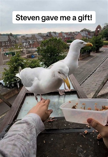 After all the salmon i’ve given him… today he showed up with something for me 🥹 #fyp #foryou #seagull #birds #feedingsteven