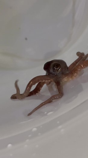 Atlantic Pygmy Octopus Drip Acclimation Process