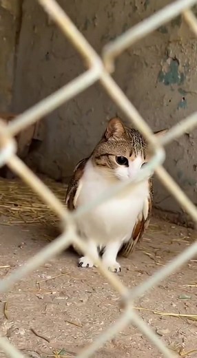 Maxwell the Cat's Adorable Meowing Moments