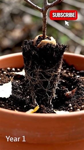 CHERRY GROWTH TIMELAPSE: From Pit to Blossoms in 60 Seconds! 🌸🍒 #shorts