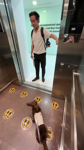 Dachshund Meme: Dog Refuses 'นั่งลง' Command - Funny Pet Clip