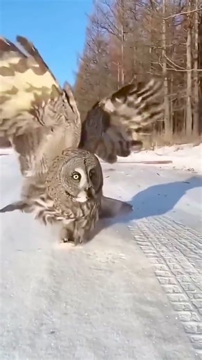 This owl is bigger than I imagined! 🐦😲 #SurprisingNature #MajesticBirds #WildlifeWonders | La Pulga News