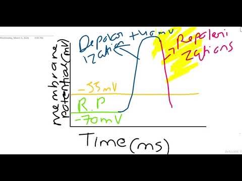 Action Potential across neurilemma Graph