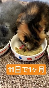 【生後１か月】離乳食食べるようになったミヌエットの子猫🐱💕#ミヌエット #子猫ブリーダー #cat
