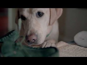 "Dog's Perspective" Commercial created for St. Vincent's Healthcare