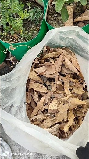 How to use dry leaves in garden# composting leaves# leaves compost