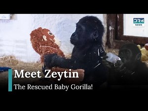 Zeytin the Baby Gorilla: From Smuggling Victim to Playful Cub | AO1G