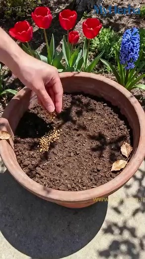 🌹 Want to add a touch of romance and life to your garden or patio? ‍ Our wall-climbing rose seeds will help you make that happen! 🌱 Easy cultivation: Carefully selected high-quality seeds that grow easily 🌸 Continuous bloom: Experience the beauty of roses in full bloom all year round 🌿 Adaptable: thrives in all climates 🛒 click a link, embracing a garden full of colorful roses magic 👉 | Rosesu