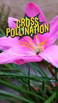 Types of Pollination #Cross pollination #biology #livedemo