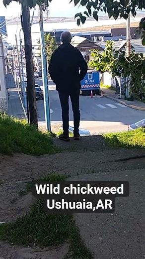 wild chickweed aka stellaria media in Ushuaia , AR #travel #Ushaia #wildherbs