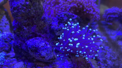 FitReef - CLB San Hô Cá Biển Việt Nam | E đang setup 1 bể 60-60-40 ( lọc tràn dưới) và đang phân vân dùng cát nền hay không ( vì 1 bể lọc vách e thấy khá bẩn kh... | Facebook