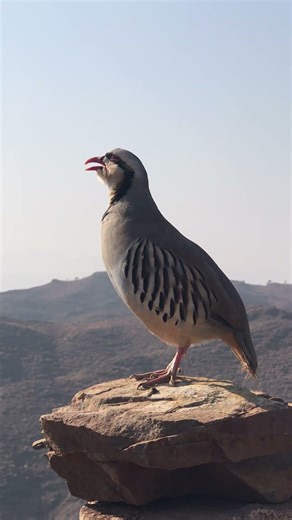 #WildPartridge#Partridges#BirdsOfNature#WildlifePhotography#NatureLovers#BirdWatching#BirdLovers