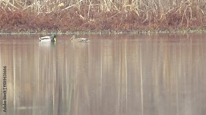 Mallard duck mated pair, male and female both happily bob their heads as a greeting behavior to one another, while floating on a freshwater pool in a coastal wetland marsh during the winter season