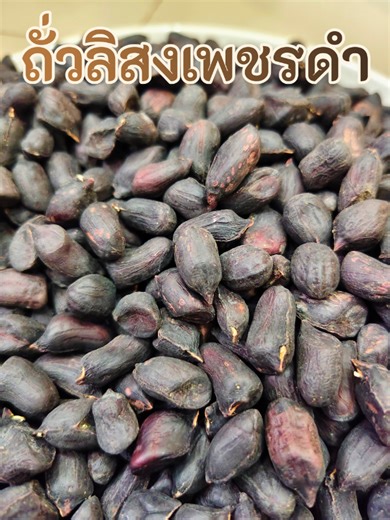 ถั่วลิสงเพชรดำฝักใหญ่ ปลูกง่าย ผลผลิตงาม
