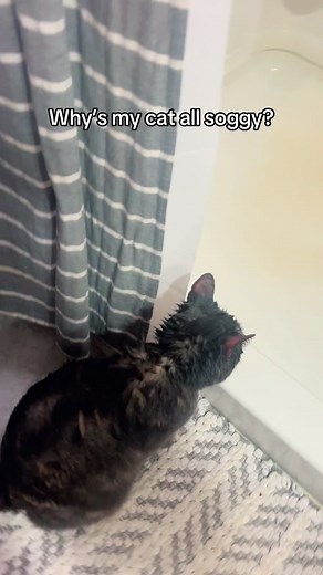 Washing Away Sunday Scaries with Shower Cat 🚿🐱