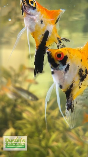 Angels and Rainbowfish Tank in the Greenhouse. These fish are looking absolutely fire right now! Are you keeping any of these fish? Fill your tank with plants to keep your tank balanced and to prevent getting algae! Shop Now! TANK ON! #rainbowfish #angelfish #fish #fishtank #aquariumfish #aquarium | Dustin's Fishtanks