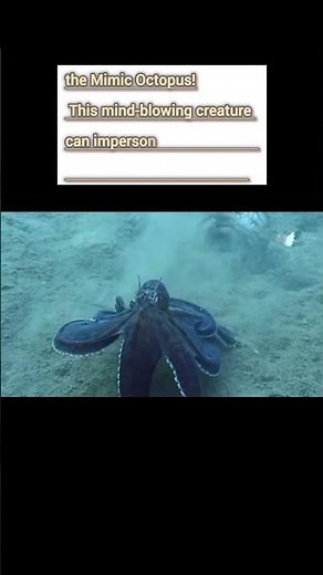 Guinness World Record holder Mimic Octopus: Nature’s Ultimate Shapeshifter!‎