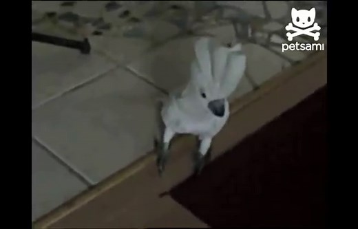 Bird Barks Like A Dog (VIDEO)