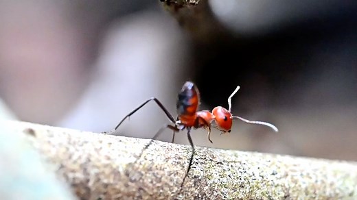 【转载】会自爆的蚂蚁！爆炸平头蚁Colobopsis explodens罕见野外视频资料