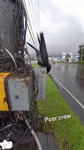 The difficult life of birds among humans and their infrastructures.