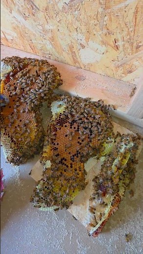 Thermal Camera Revealed a Hidden Beehive Under the Floor | #bees #nature #shorts
