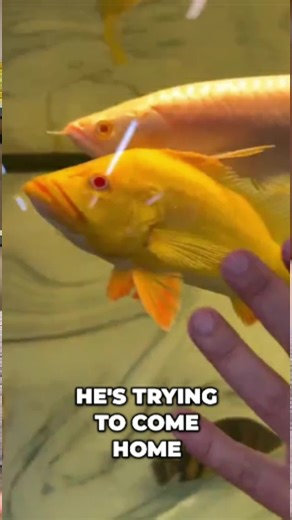 Predatory Fins ® | Rare & Exotic Fish Store | Ever feel like you're on the hunt for something truly special? One person's quest for the perfect fish led to a tank filled with potential... | Instagram