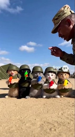 USA KITTEN DOING TRAINING SOLDIERS