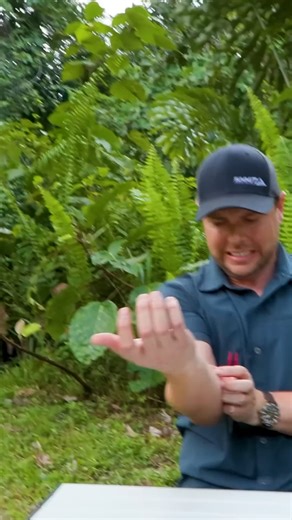 STUNG by a Banded Hornet! #bravewilderness #wildlife #nature #stingzone | Brave Wilderness