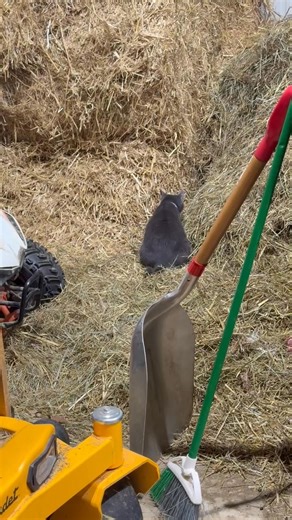 4.6K views · 52 reactions | Our cat Storm getting scared by her mischievous kittens. Lol  #kittens #farmlife | Cottrill Farm | Facebook