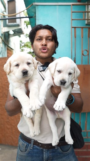 Labrador puppies sale lowest price #labrador