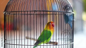 A pair of love birds in a cage, love birds, green and blue pet birds. Their name comes from the commonly observed behavior that a pair of love birds will sit close to each other and cherish each other