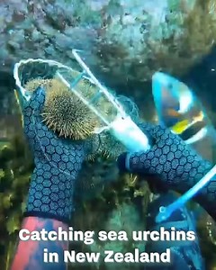 The process of harvesting sea urchins looks so satisfying... 😍 | LADbible Australia