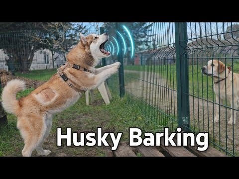 Barking Husky