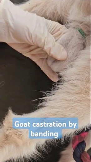 Vets castrate the 3 buck goats by banding #goatcare #castration #banding #moorgatevets #vets #farm
