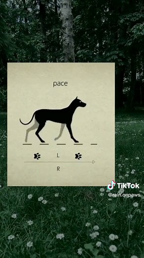 Therian Quadrobics: Walk, Trot, Canter, and Gallop Tutorial