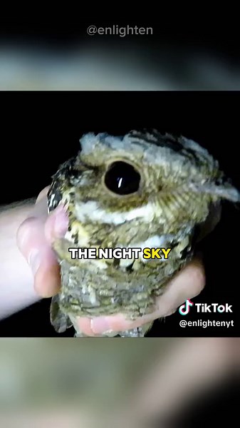 Mysterious Nightjar: Haunting Calls and Supernatural Powers